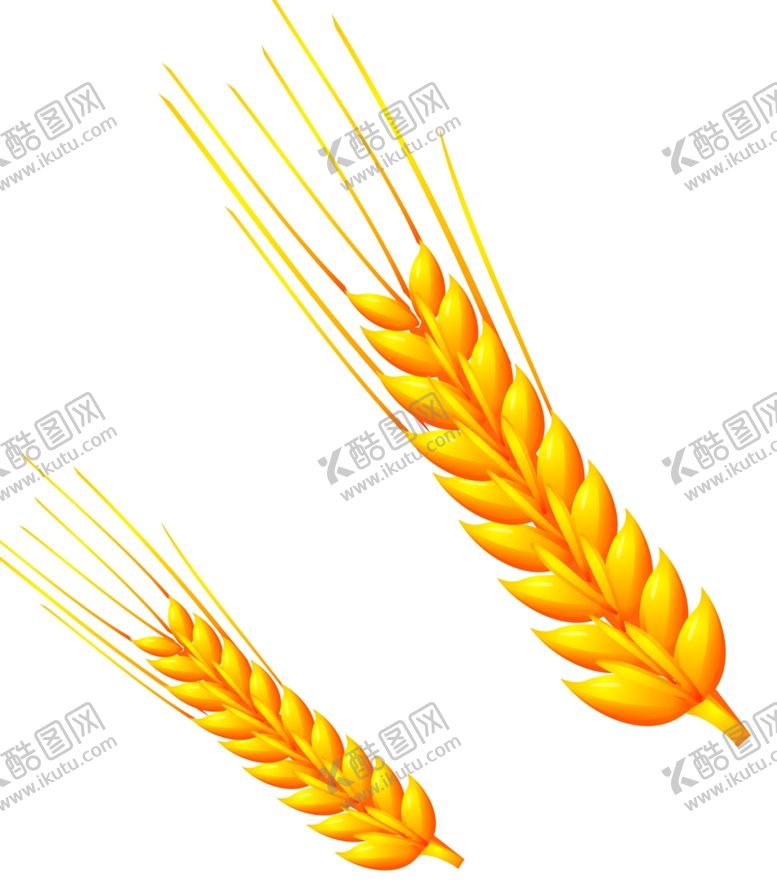 编号：66891205120104076329【酷图网】源文件下载-麦穗