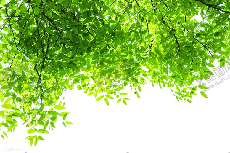 编号：27980309161045145608【酷图网】源文件下载-绿色背景