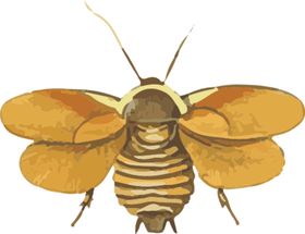 蟑螂昆虫插画