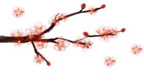 中国风水墨梅