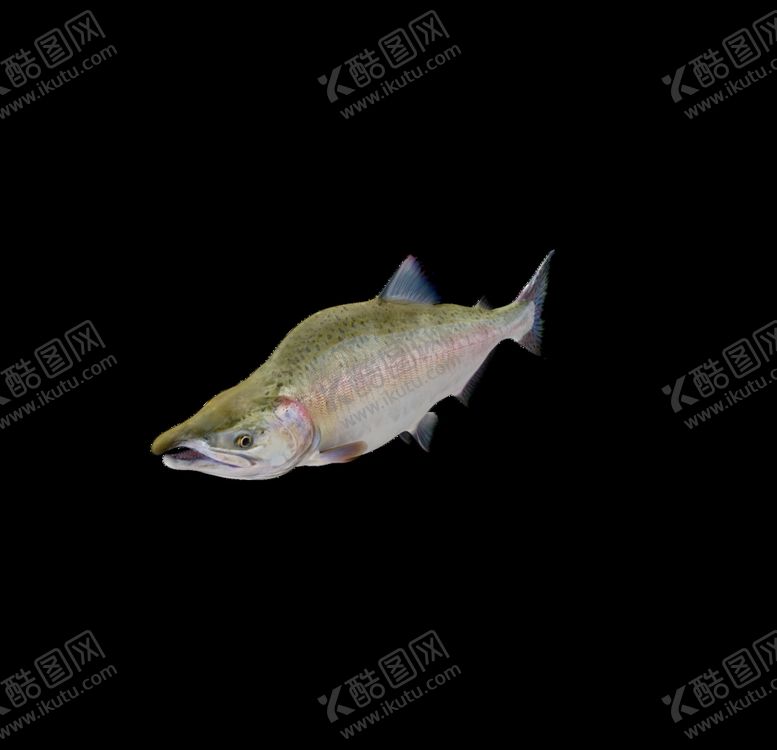 编号：96223910230640131005【酷图网】源文件下载-海洋生物