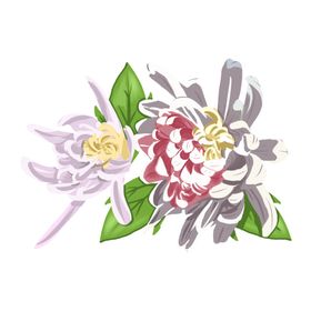 菊花