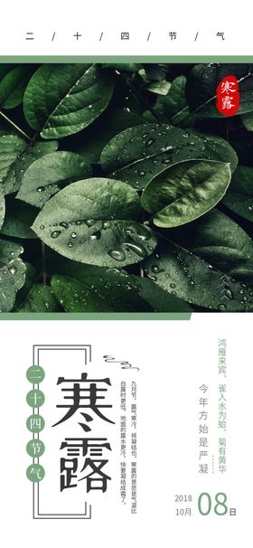 寒露海报秋季插画节气秋天