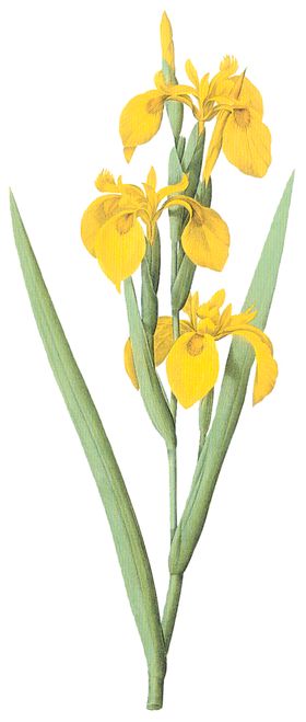 植物花卉油画装饰画