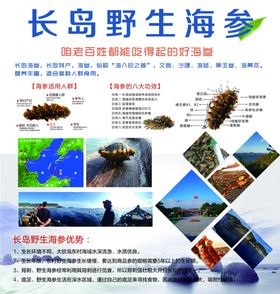 长岛野生海参