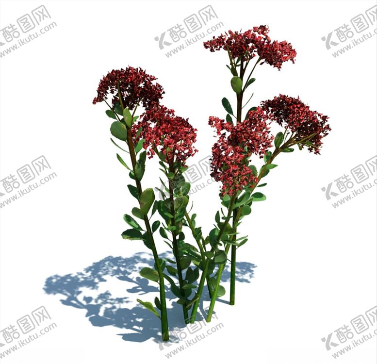 编号：41700109230504434012【酷图网】源文件下载-长寿花