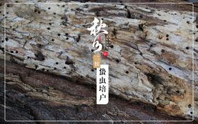 秋分三侯