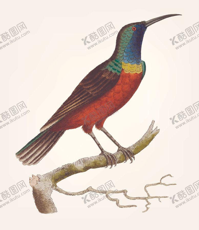 编号：68432309260155512641【酷图网】源文件下载-鸟类插画