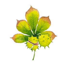 手绘植物