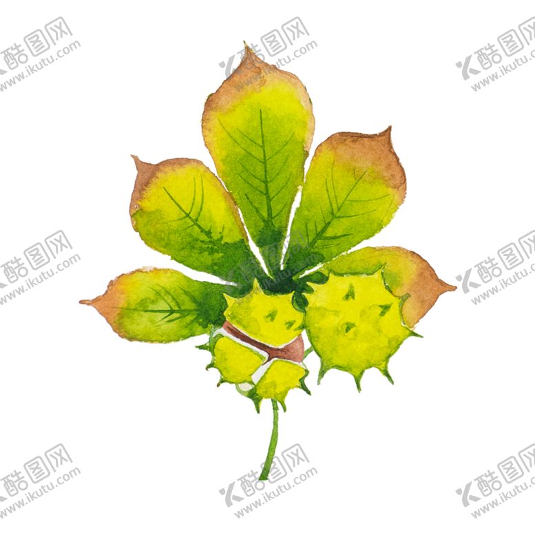编号：23869206160644245823【酷图网】源文件下载-手绘植物