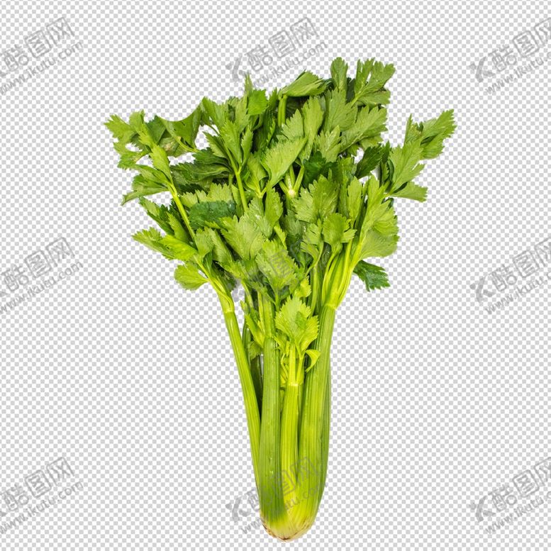 编号：63934705190754249514【酷图网】源文件下载-芹菜