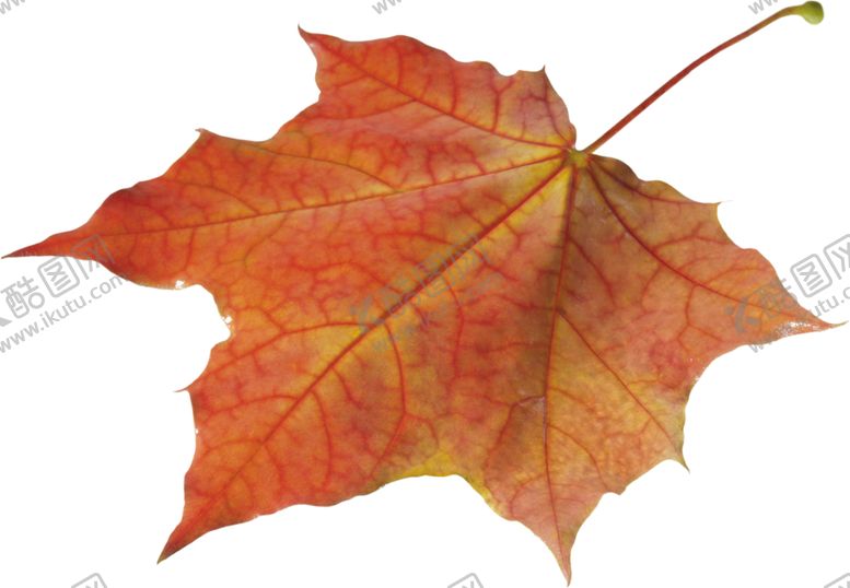 编号：94100910031711597178【酷图网】源文件下载-透明png树叶图片