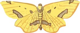 蝴蝶昆虫插画