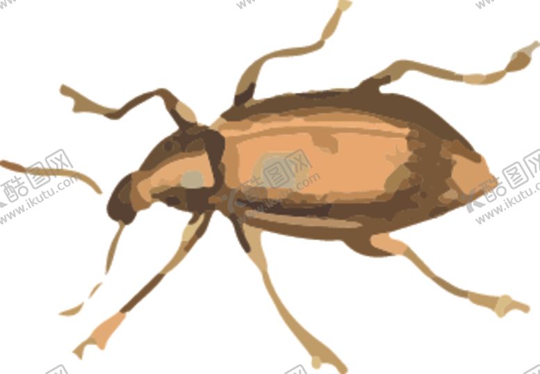 编号：54989407010009013016【酷图网】源文件下载-甲虫昆虫插画