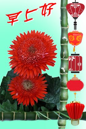 非洲菊