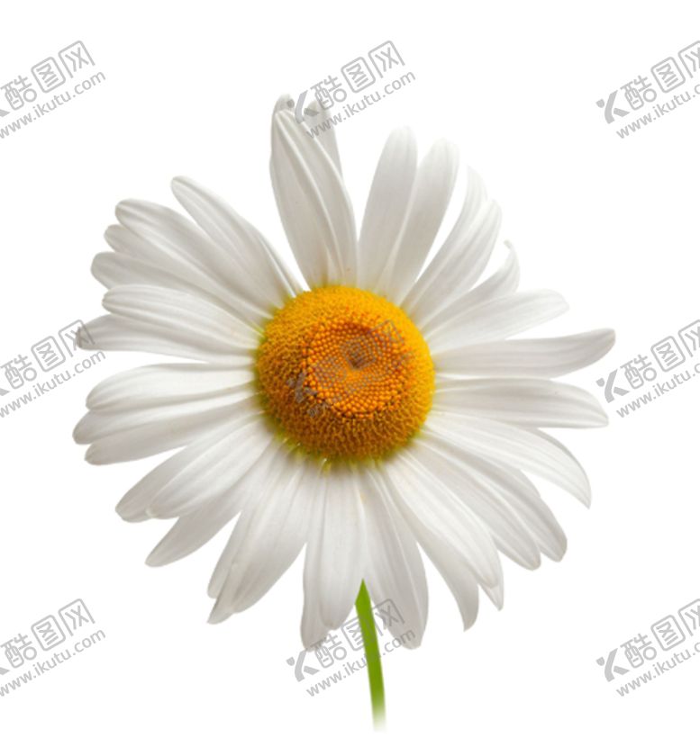 编号：13712505010356287803【酷图网】源文件下载-洋甘菊免扣png图片