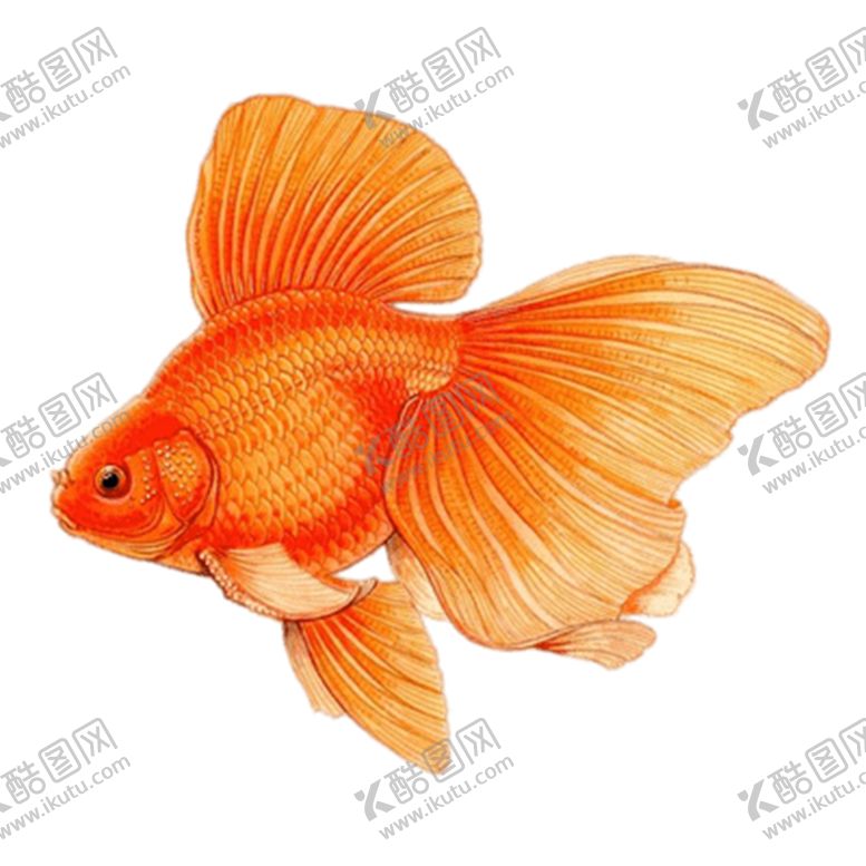 编号：68023706231911088240【酷图网】源文件下载-金鱼