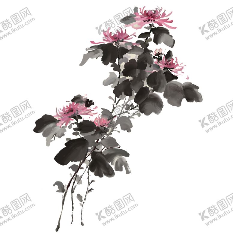 编号：81193209280311518722【酷图网】源文件下载-菊花素材