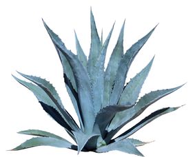 树叶绿叶植物免扣素材