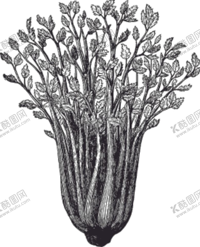 编号：26509910121838344969【酷图网】源文件下载-素描手绘蔬菜