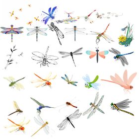 蜻蜓插画素材元素集合