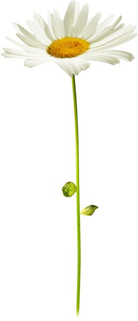 小雏菊