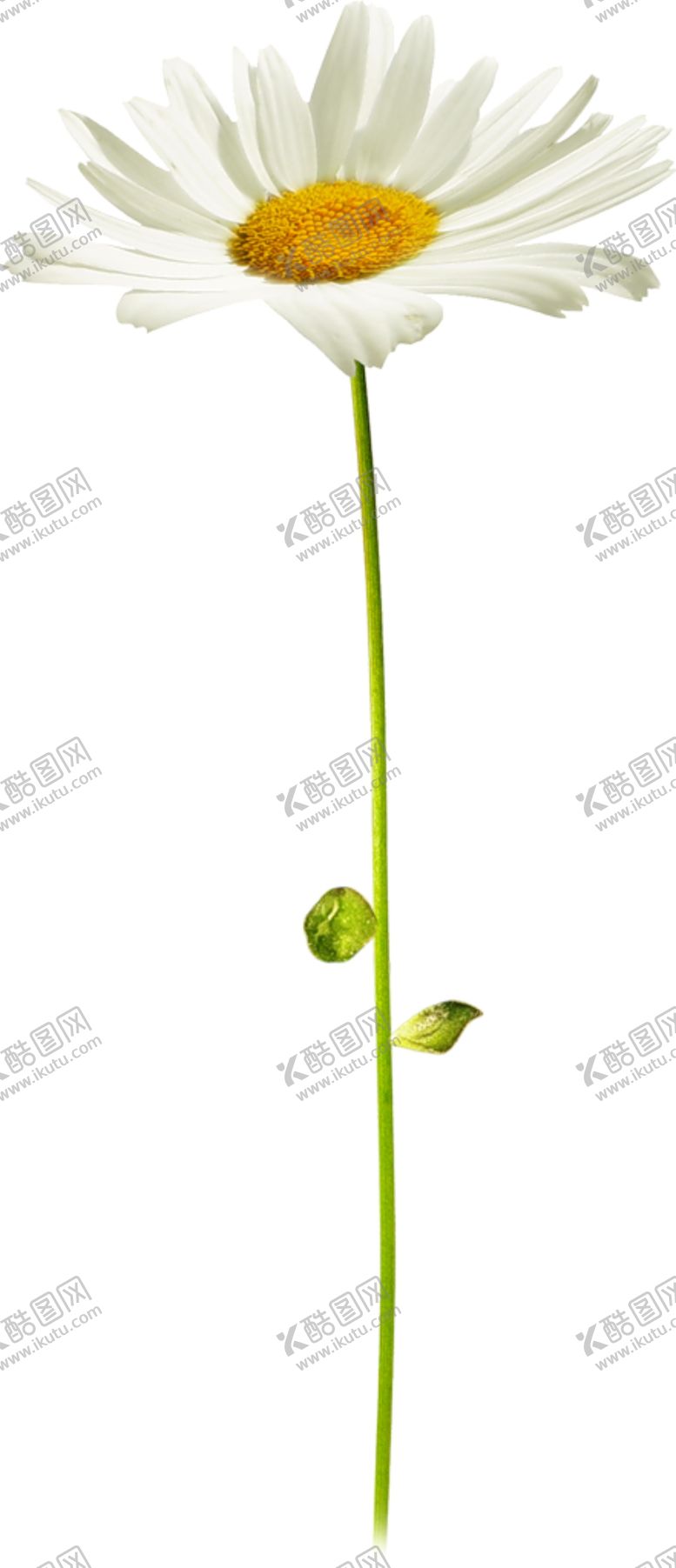 编号：75960105102113366144【酷图网】源文件下载-小雏菊