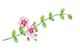 水彩画花包装素材插画