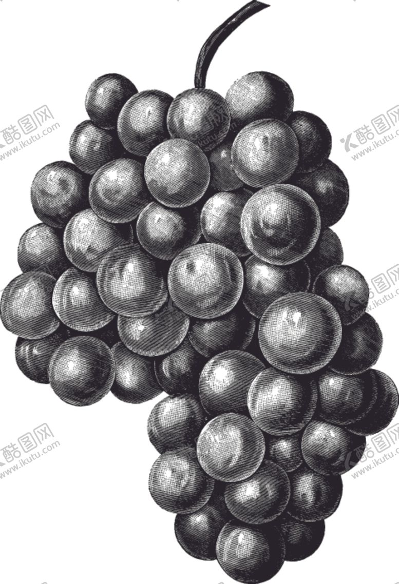 编号：83251501131630534084【酷图网】源文件下载-手绘素描水果