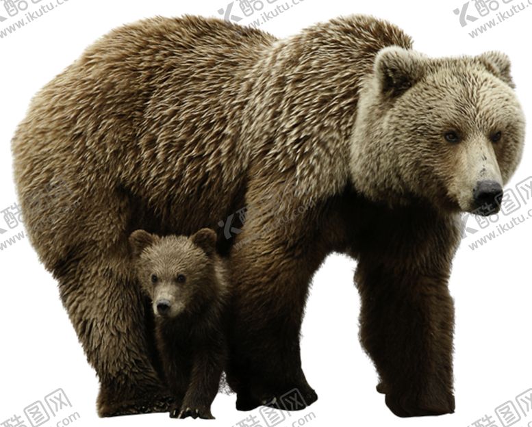 编号：85770110120327452754【酷图网】源文件下载-野生动物动物宠物