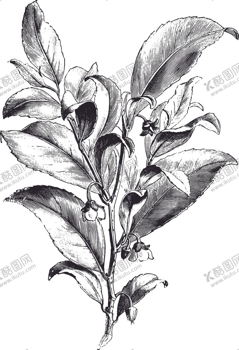 编号：71233209151408202872【酷图网】源文件下载-线描植物