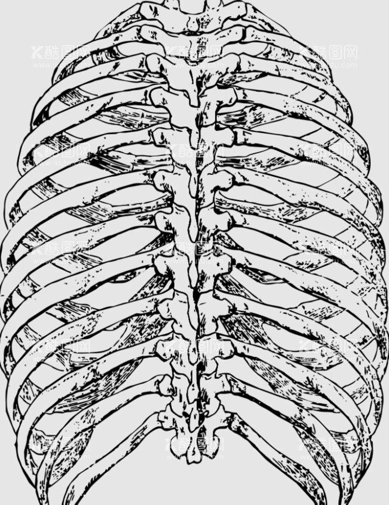编号：49725010090334595160【酷图网】源文件下载-恐龙肋骨线稿 线描 素描 线条