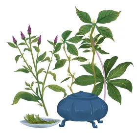 草本植物