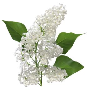 丁香
