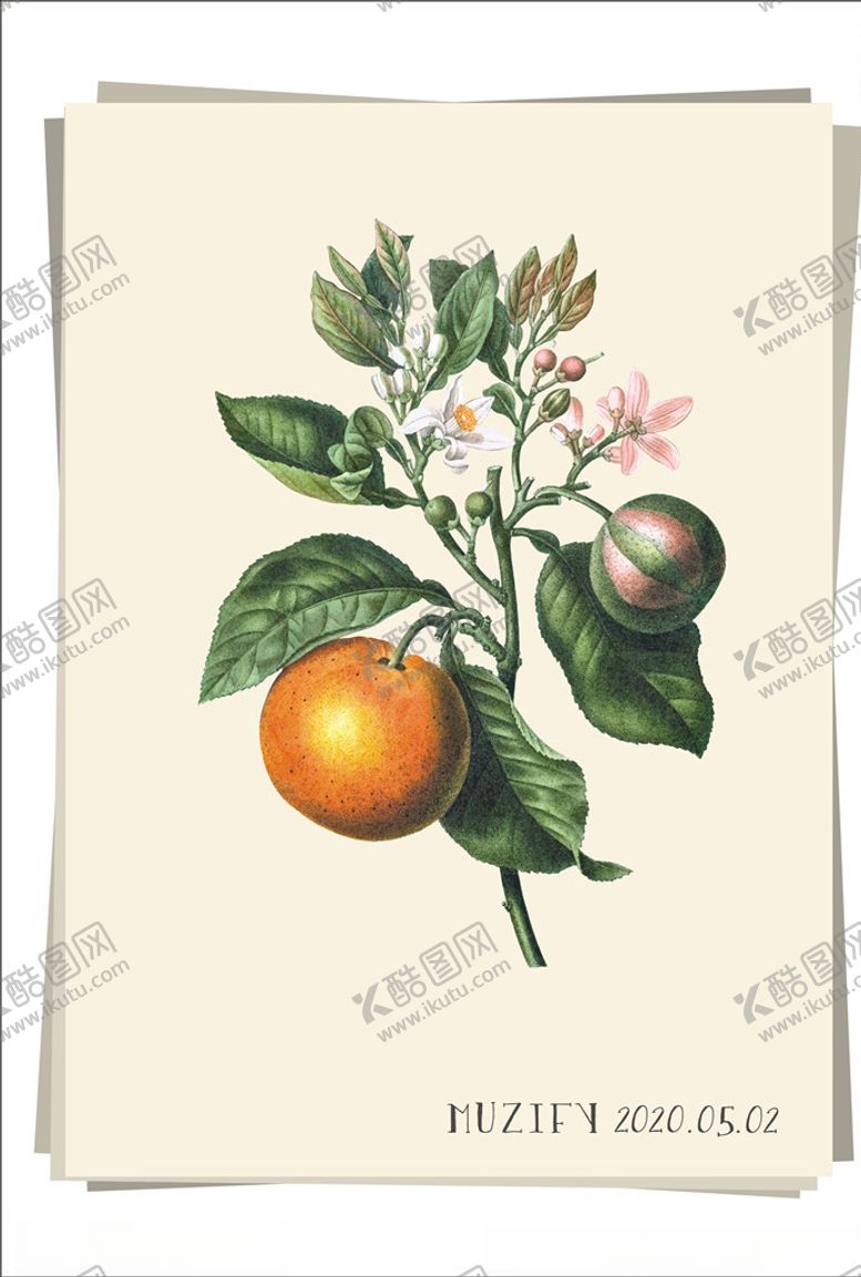 编号：69461006241511276533【酷图网】源文件下载-橘子树和花植物图鉴