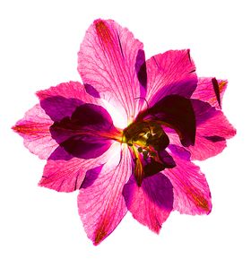 花素材鲜朵小清新朵朵底纹