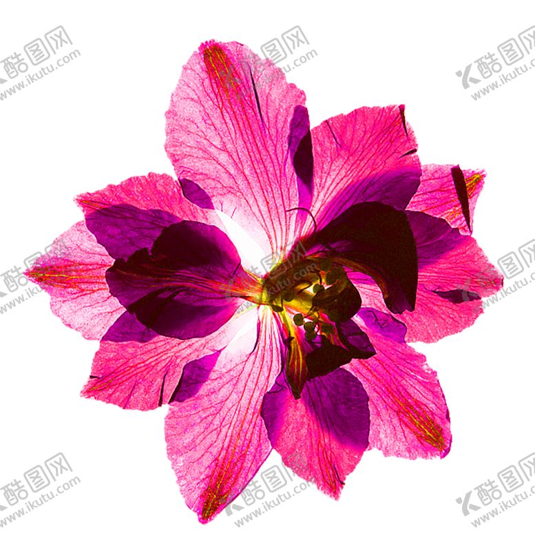 编号：32627206151051162317【酷图网】源文件下载-花素材