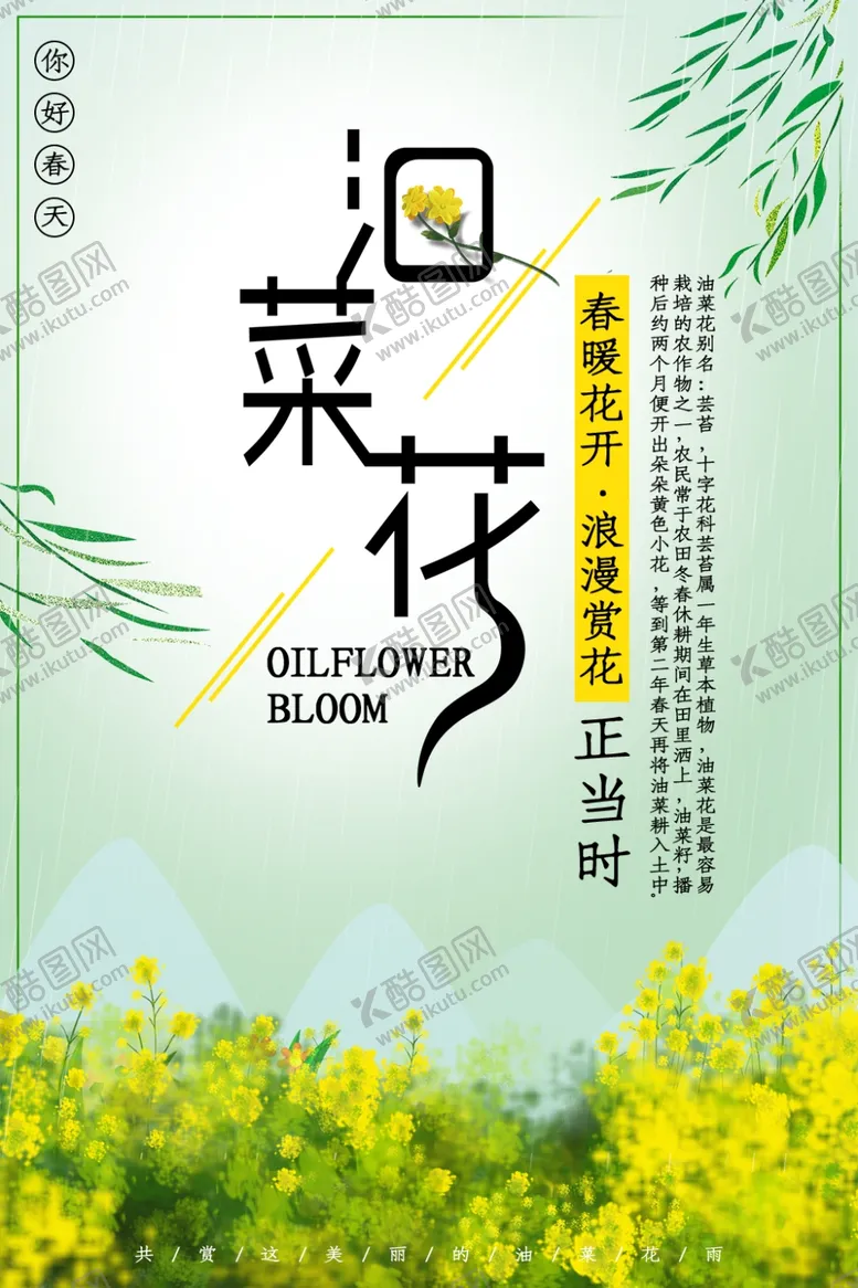 编号：55457706291104524207【酷图网】源文件下载-油菜花