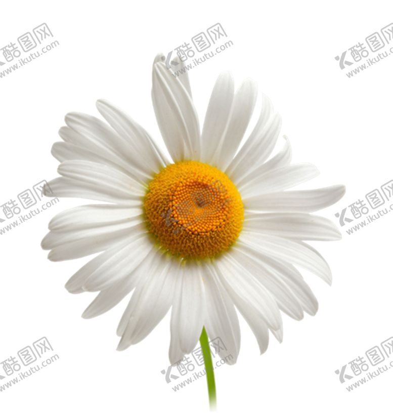 编号：53718505101339116762【酷图网】源文件下载-洋甘菊