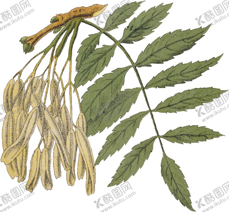 编号：84268510120257042631【酷图网】源文件下载-花卉插画