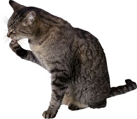 可爱动物猫咪