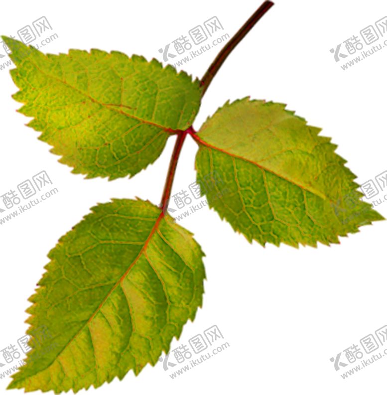 编号：78199206190258378120【酷图网】源文件下载-鲜花素材