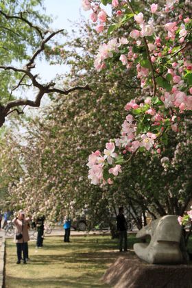 天津大学盛开的海棠花