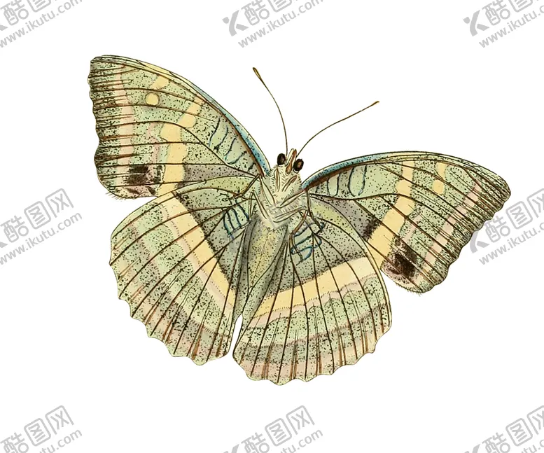 编号：59260102030240574320【酷图网】源文件下载-蝴蝶昆虫