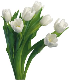 一束鲜花