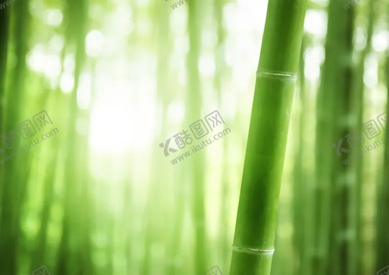编号：22562006271139088311【酷图网】源文件下载-竹子