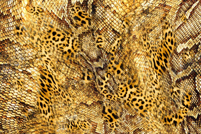 编号：13620209190156341994【酷图网】源文件下载-蛇皮