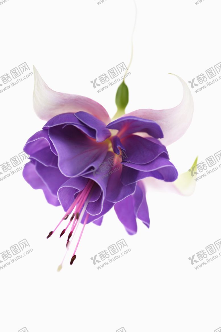 编号：93568611010058512331【酷图网】源文件下载-倒挂金钟花朵