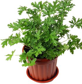 绿色植物砖墙电视背景墙藤蔓