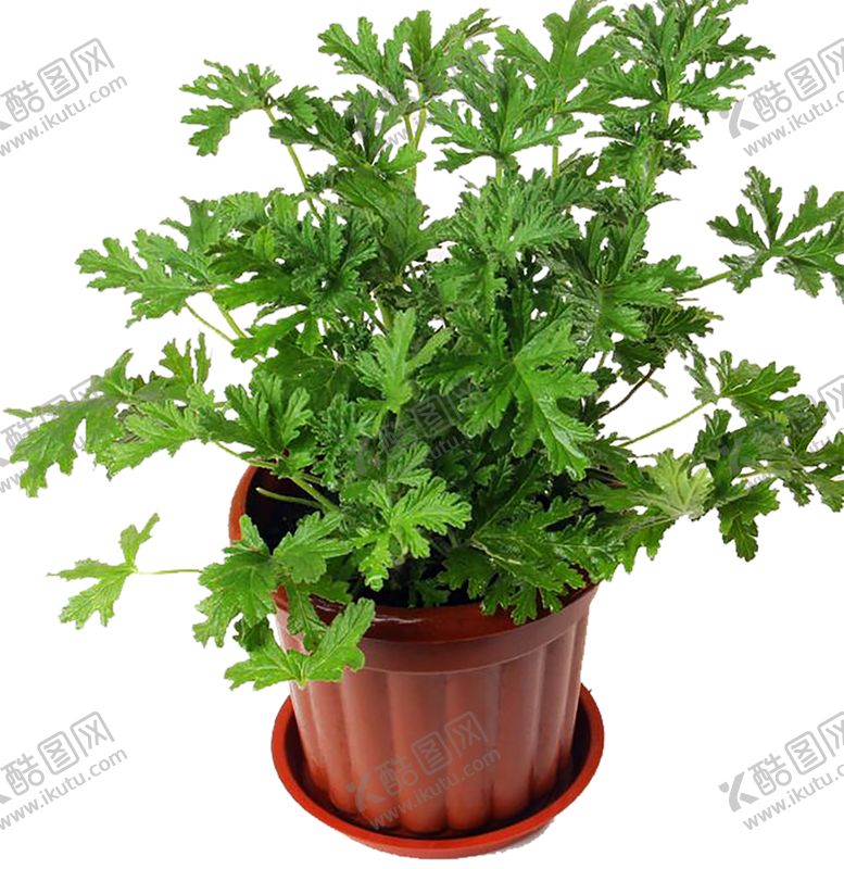 编号：23936007051044218950【酷图网】源文件下载-绿色植物